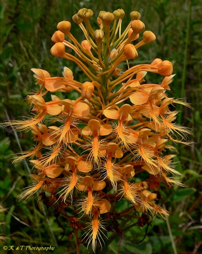 {Platanthera ciliaris}